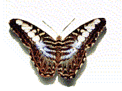papillons gifs animés