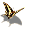 papillons gifs animés